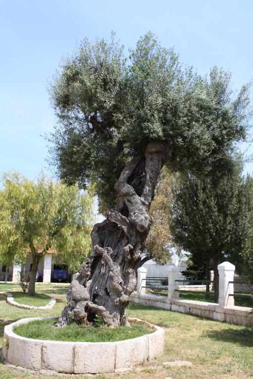Masseria Maccarone Fasano Exteriér fotografie